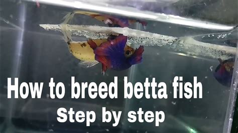 How to Breed Betta Fish (with Pictures) .